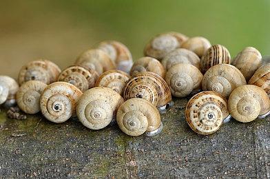 《鬼屋魔影：重制版》将有60FPS性能模式