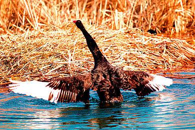 《绝地潜兵2》开发商开发全新IP 采用虚幻5引擎